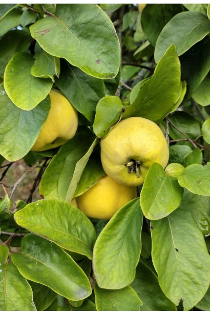Айва яблуковидна ‘Мускатна’|Cydonia oblonga ‘Muscatnaya’|Айва яблоковидная ‘Мускатная’